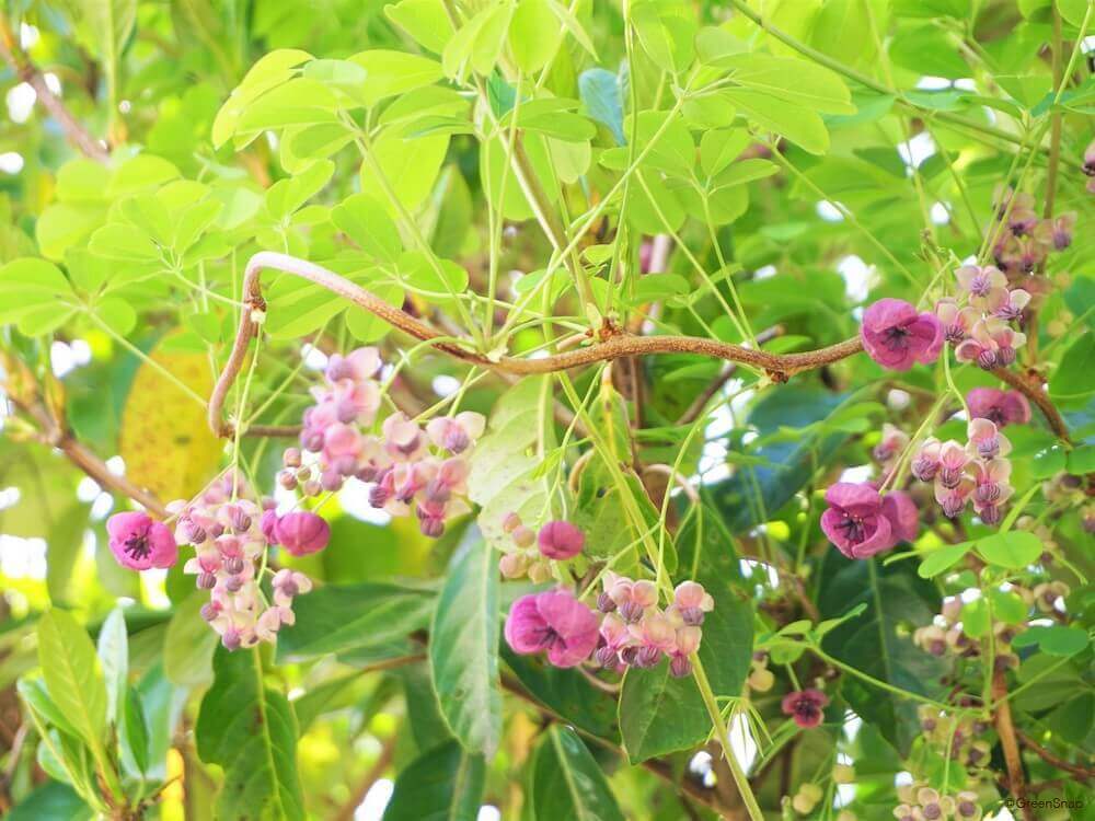 アケビの花言葉 意味や由来 種類は 花の特徴 時期は Greensnap グリーンスナップ