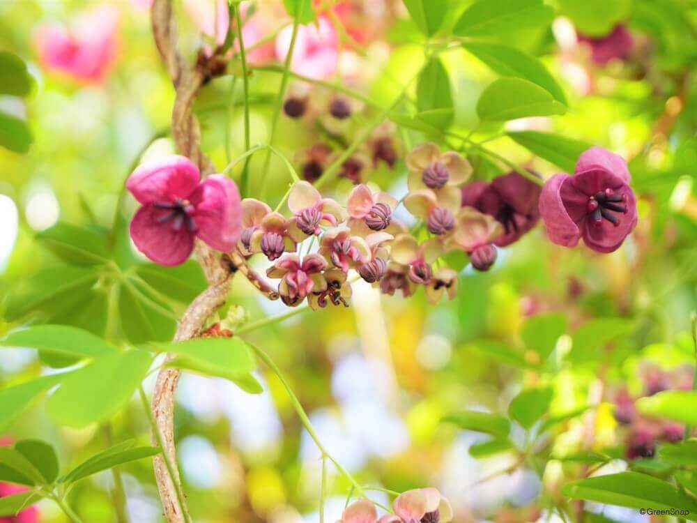 アケビの花言葉 意味や由来 種類は 花の特徴 時期は Greensnap グリーンスナップ