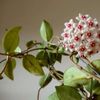 ホヤの花言葉｜種類や由来、花の特徴は？の画像