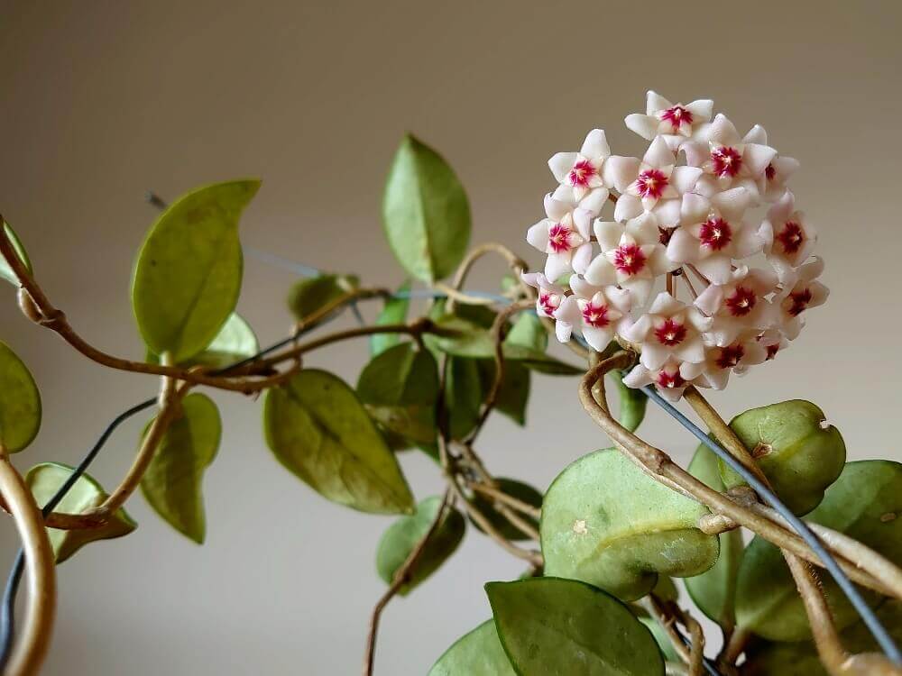 ホヤの花言葉 種類や由来 花の特徴は Greensnap グリーンスナップ