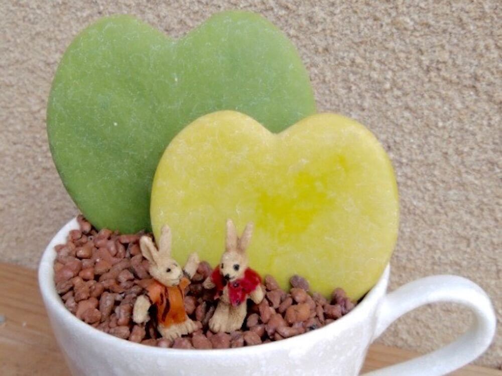 ホヤ　カーリー　観葉植物