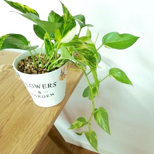 おしゃれな植木鉢 おすすめのサイズや陶器などの素材の種類は Greensnap グリーンスナップ