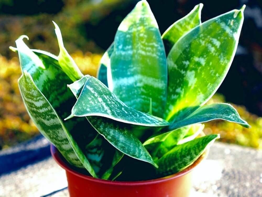 サンスベリア　ハニー　観葉植物