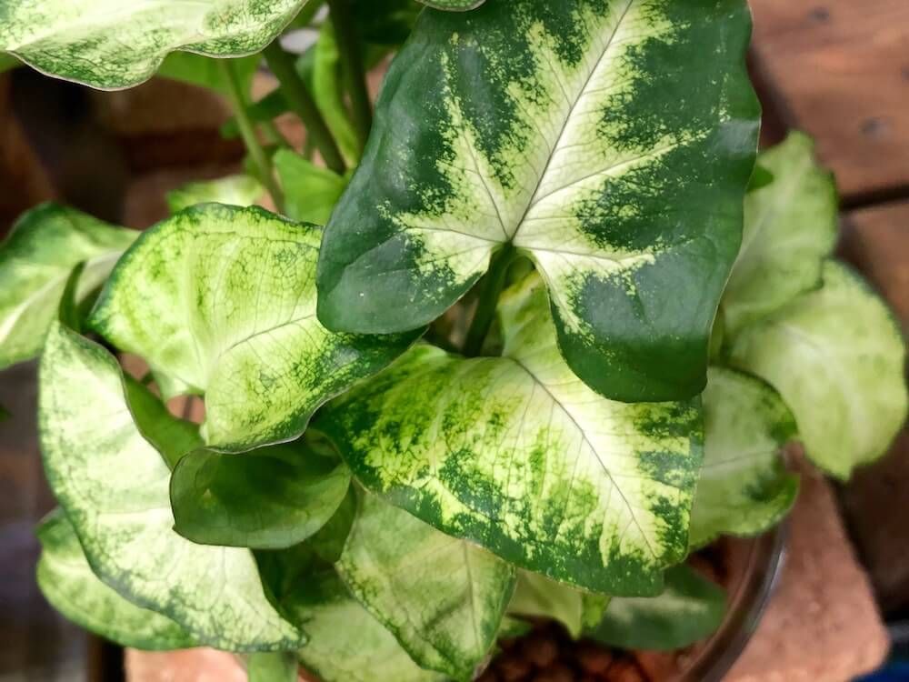 シンゴニウム　観葉植物