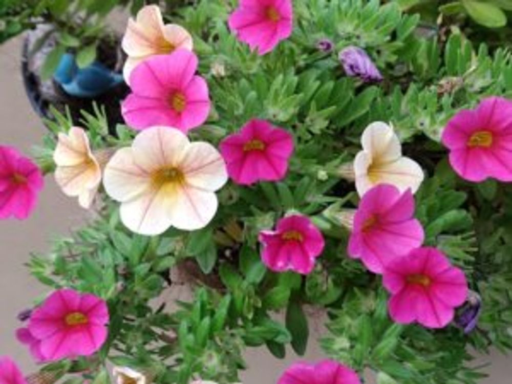 インパチェンス