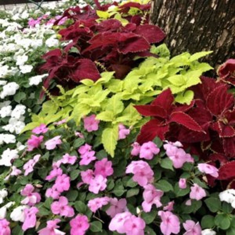 インパチェンス