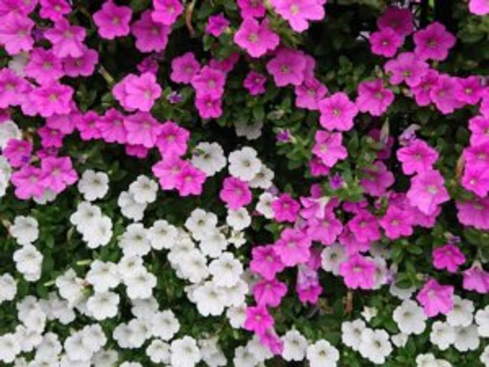 インパチェンス