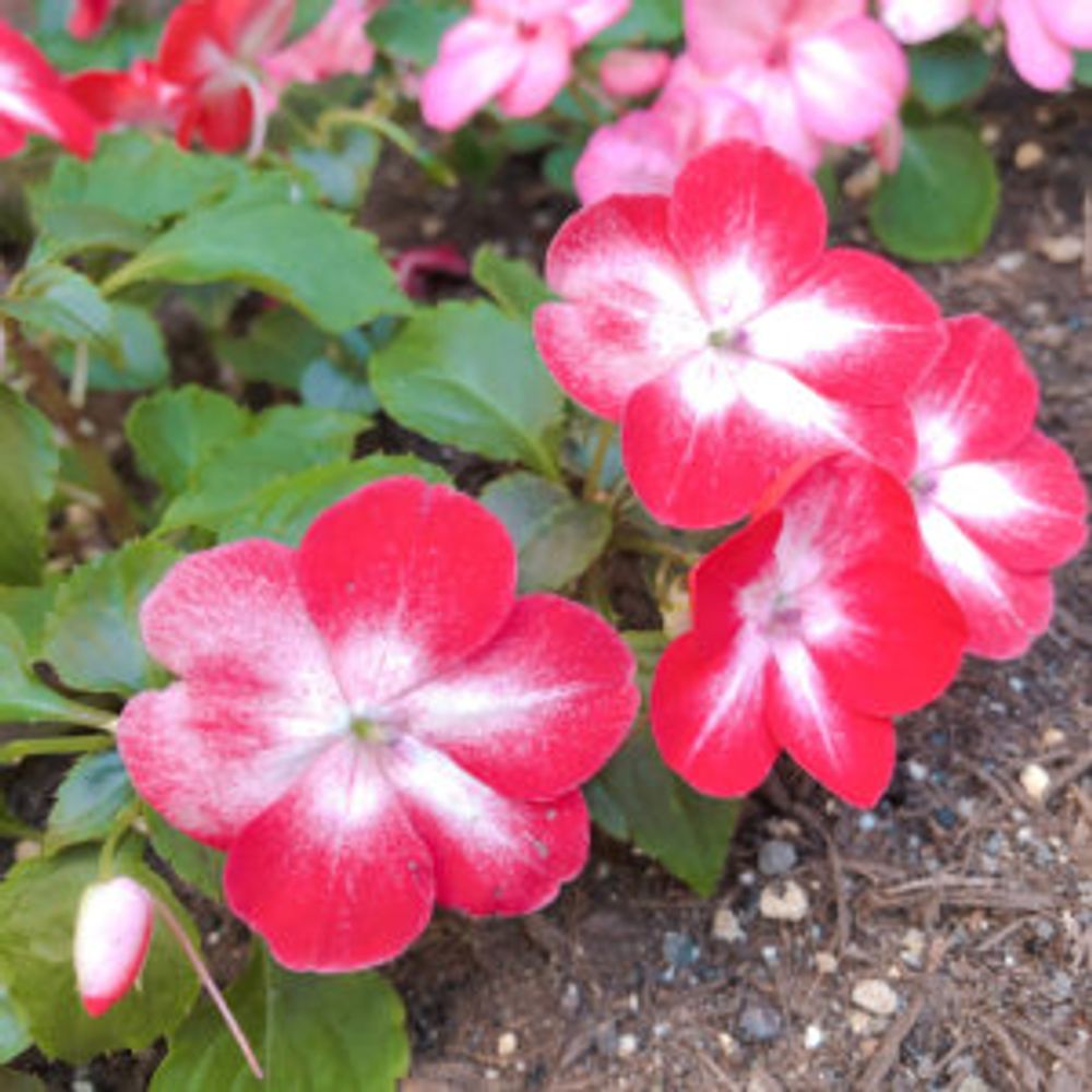 インパチェンス