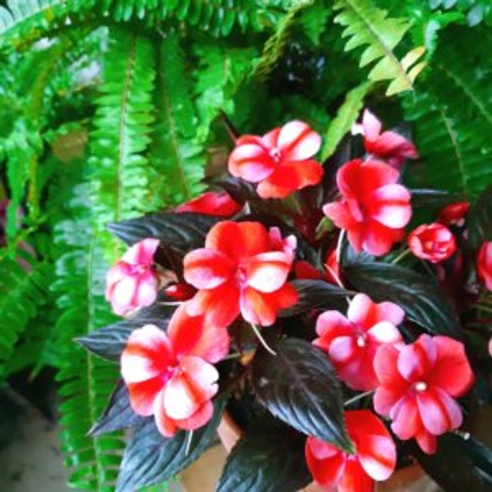 ニューギニアインパチェンス