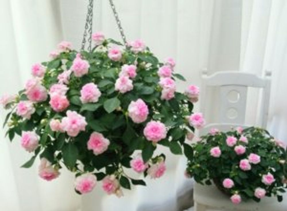 カリフォルニアローズ・フィエスタ