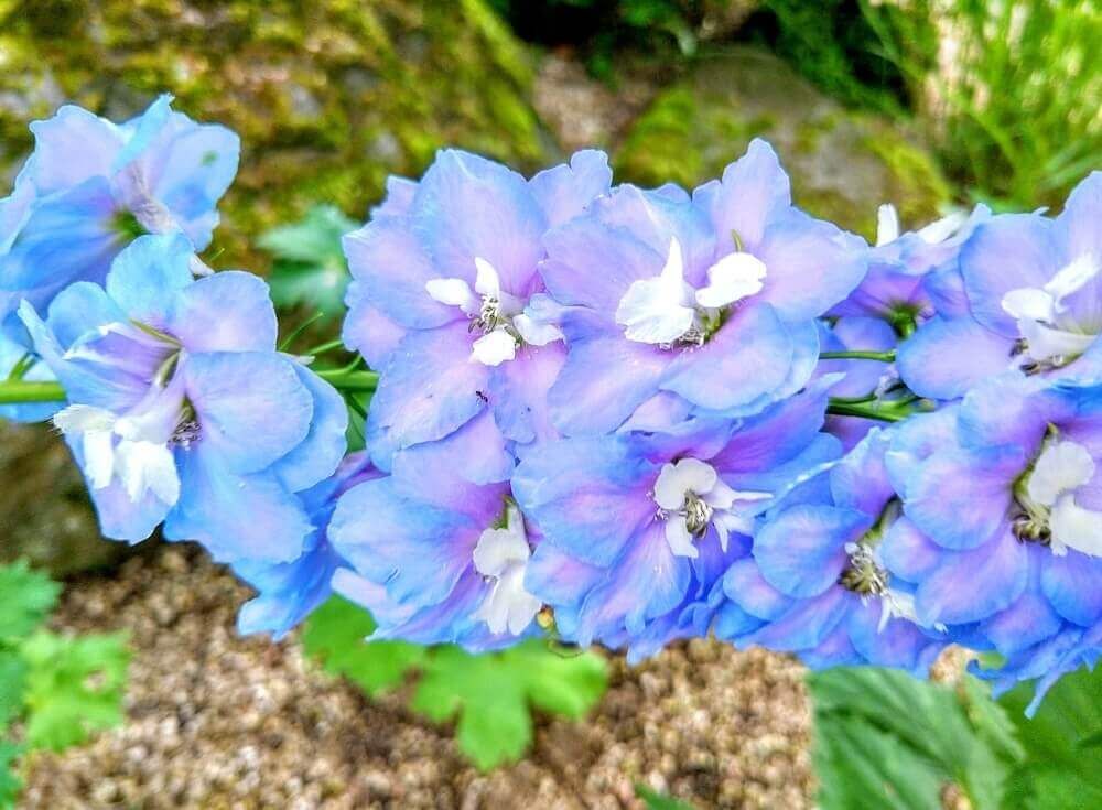 デルフィニウム　青い花