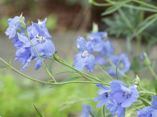 宿根草とは 代表的な花や鉢植えで育てられる種類は Greensnap グリーンスナップ