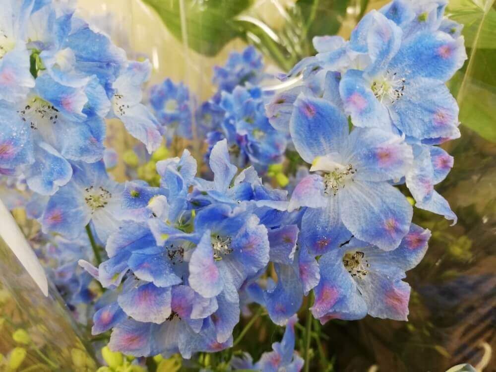 デルフィニウム