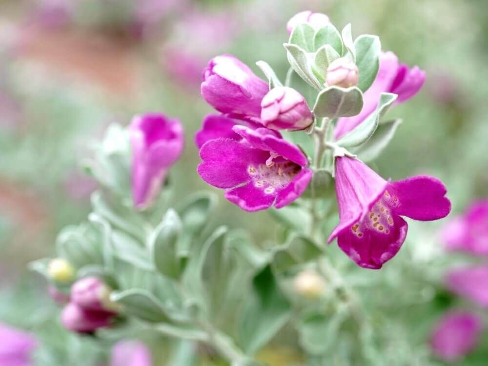 レウコフィルム