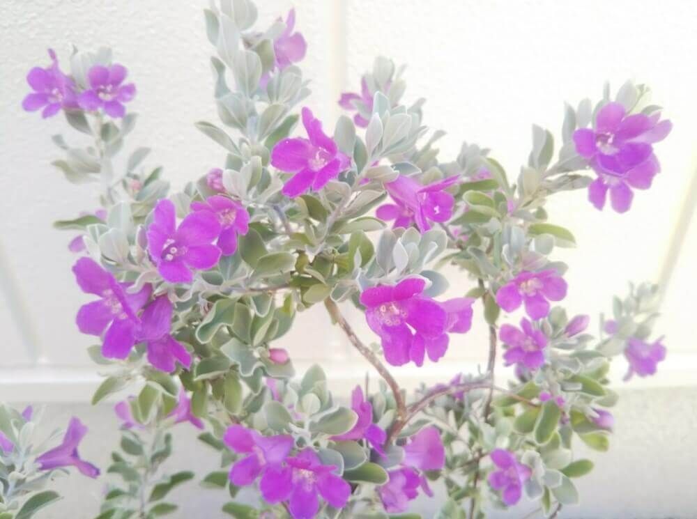 レウコフィルム