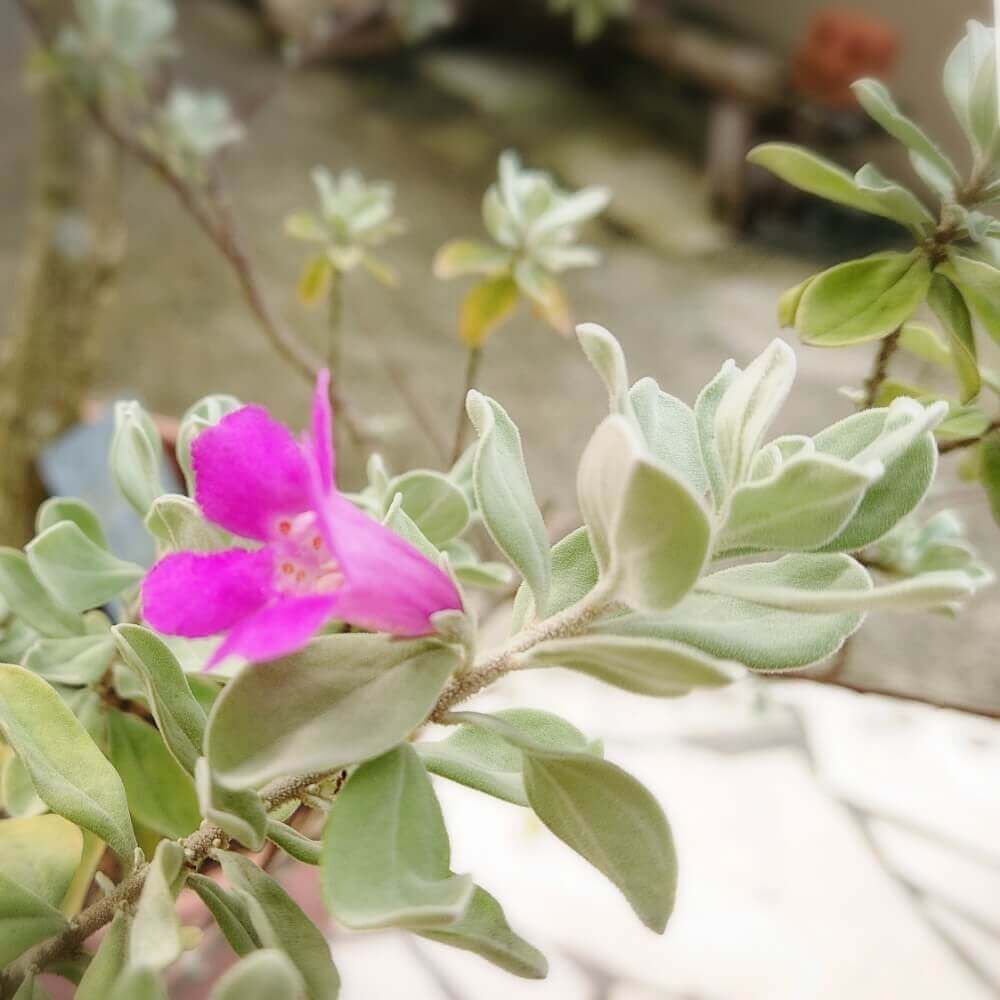 レウコフィルム