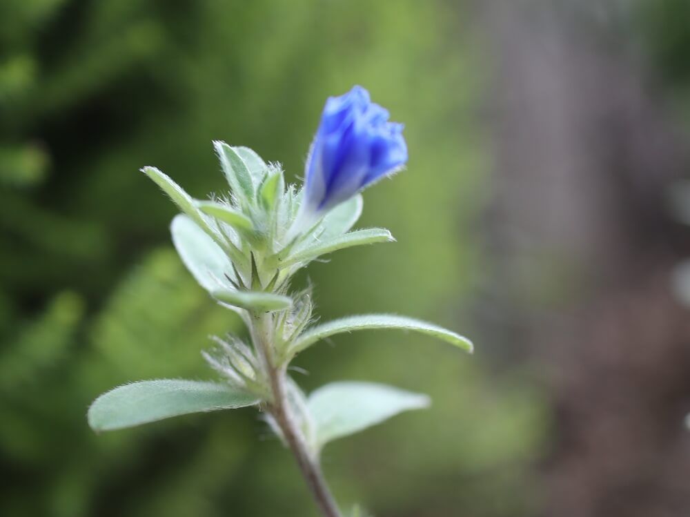 アメリカンブルー