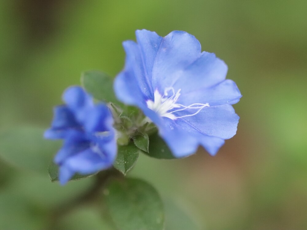 アメリカンブルーの花言葉 花の特徴やガーデニングで楽しむコツは Greensnap グリーンスナップ