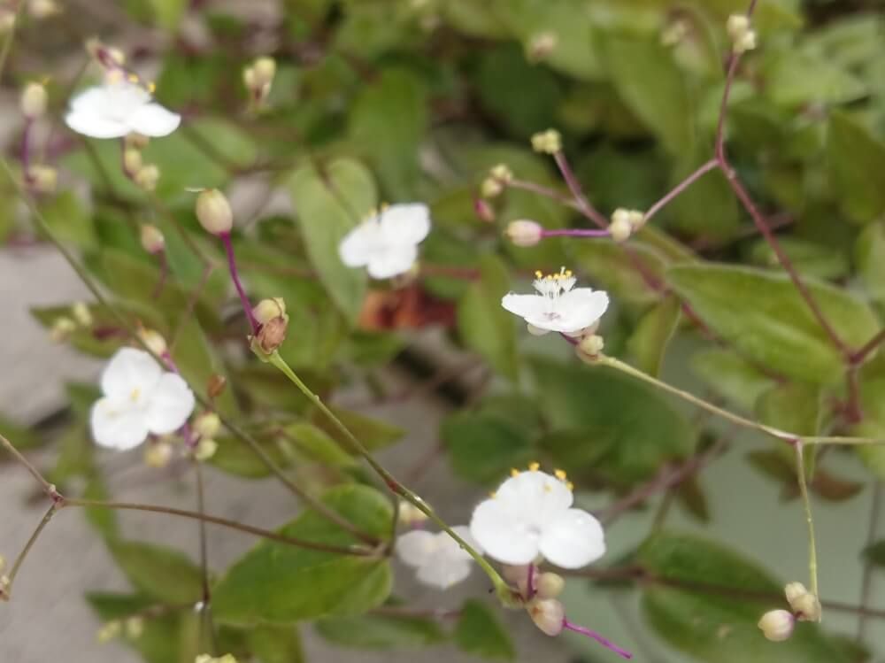 ブライダルベール