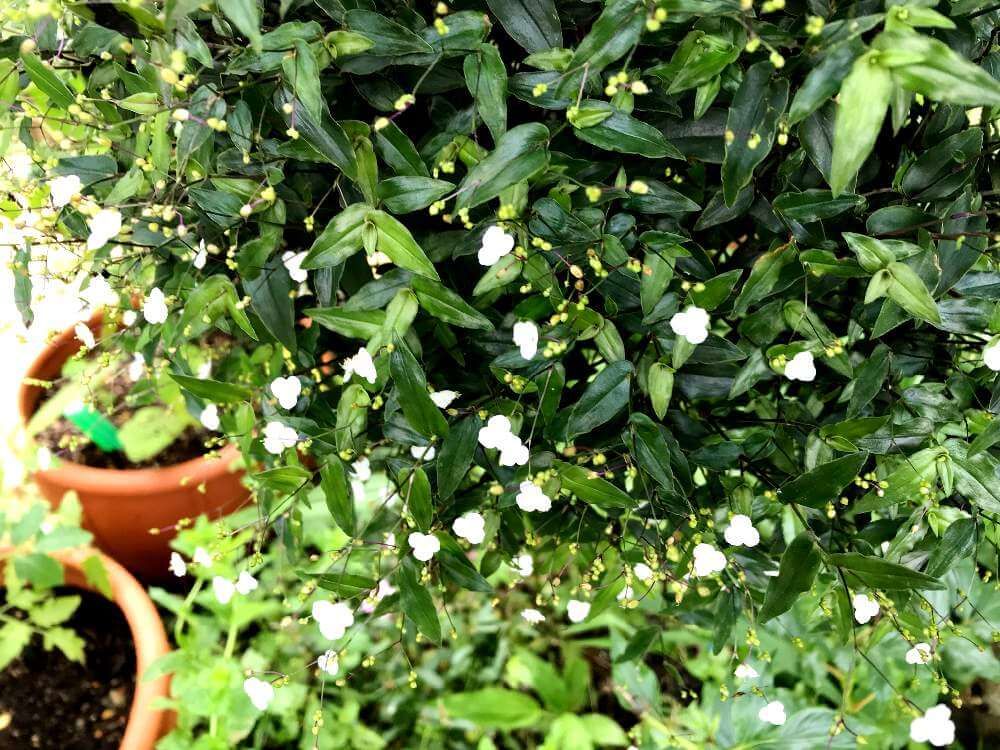 ブライダルベール