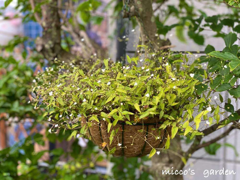 ブライダルベール