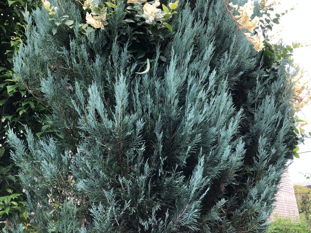 コニファー ムーングロー