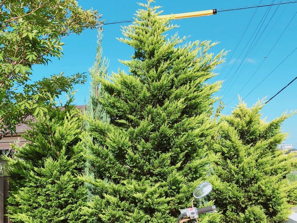 コニファー ゴールドライダー