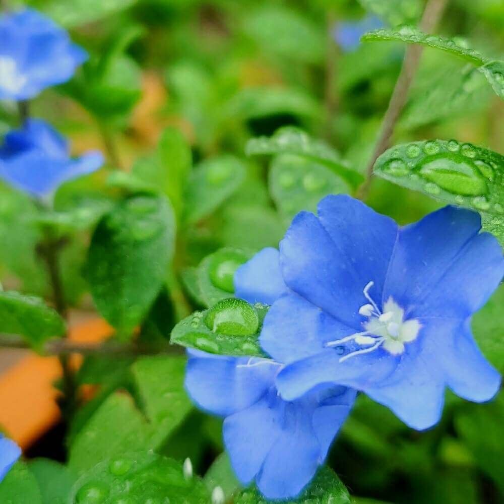 アメリカンブルー