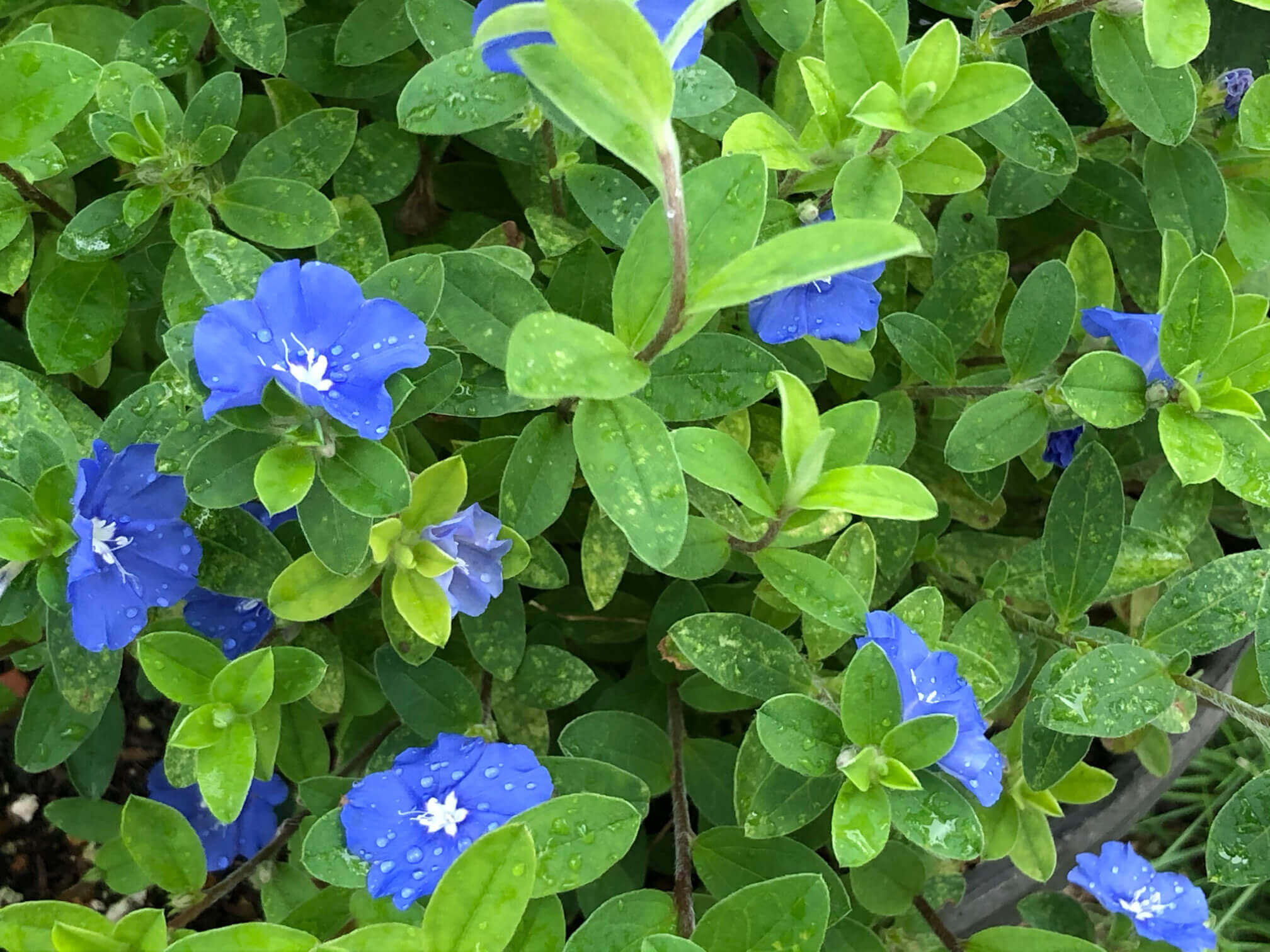 アメリカンブルーの花言葉 花の特徴やガーデニングで楽しむコツは Greensnap グリーンスナップ