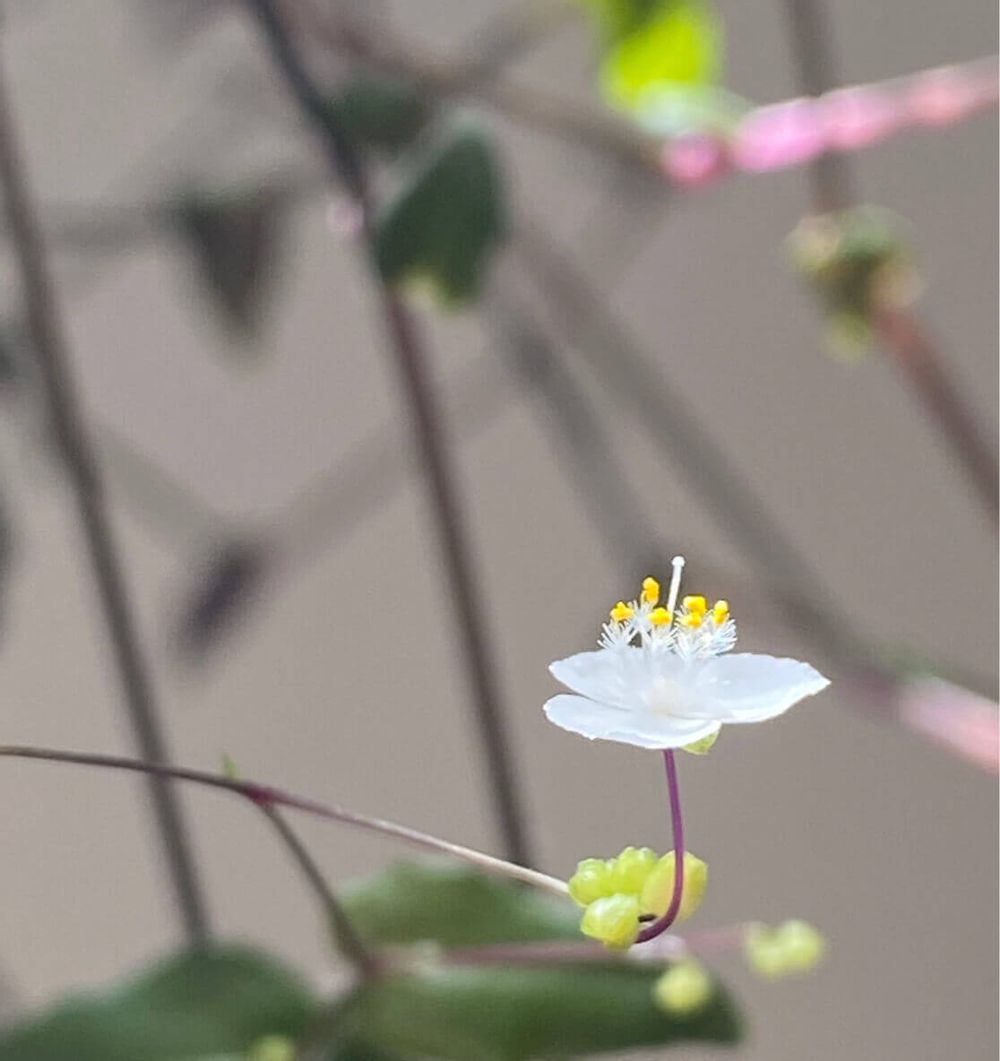 ブライダルベール