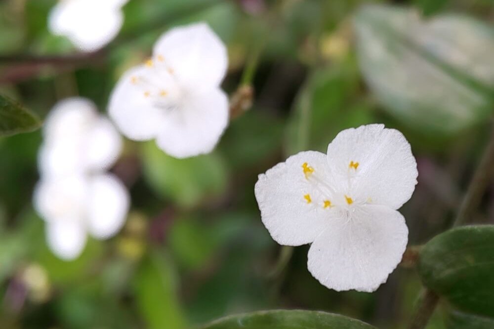 白い花図鑑 人気の種類 品種を 季節ごとに分けてご紹介します Greensnap グリーンスナップ