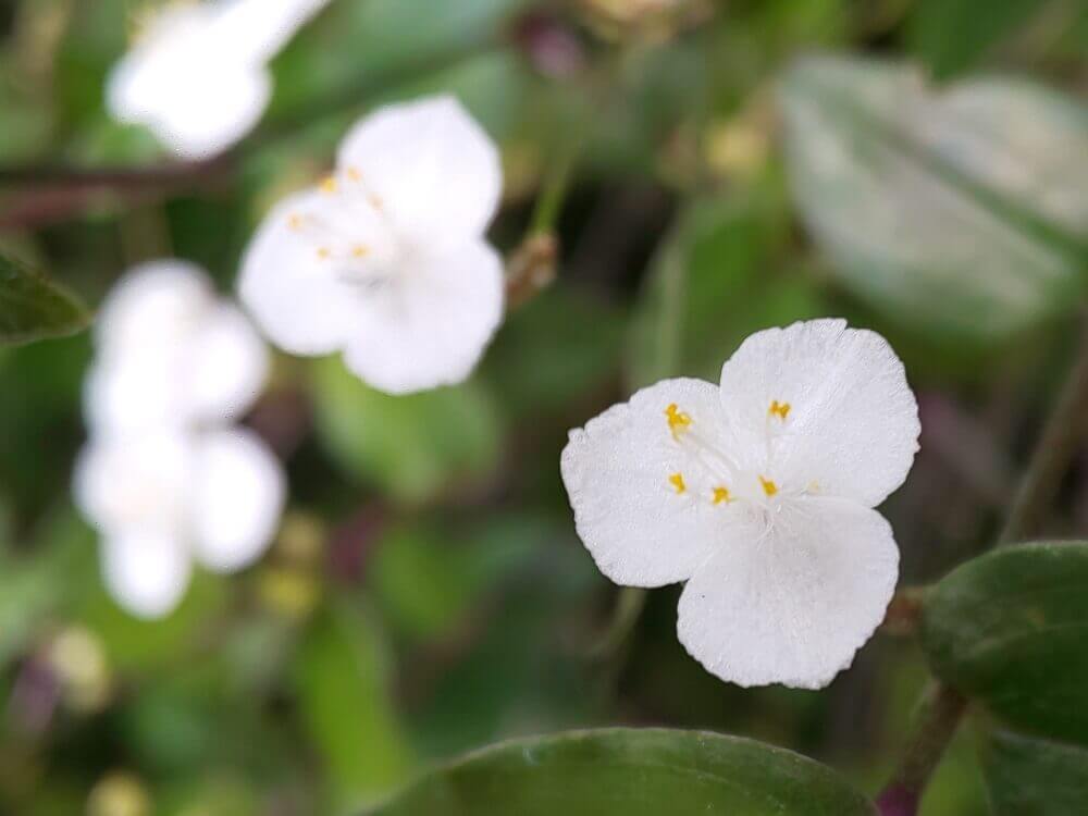 白い花図鑑 人気の種類 品種を 季節ごとに分けてご紹介します Greensnap グリーンスナップ