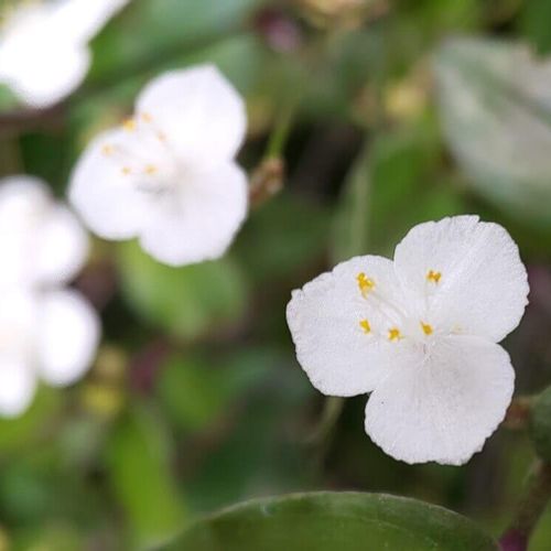 ブライダルベールの花言葉 種類や花の特徴 風水効果は Greensnap グリーンスナップ