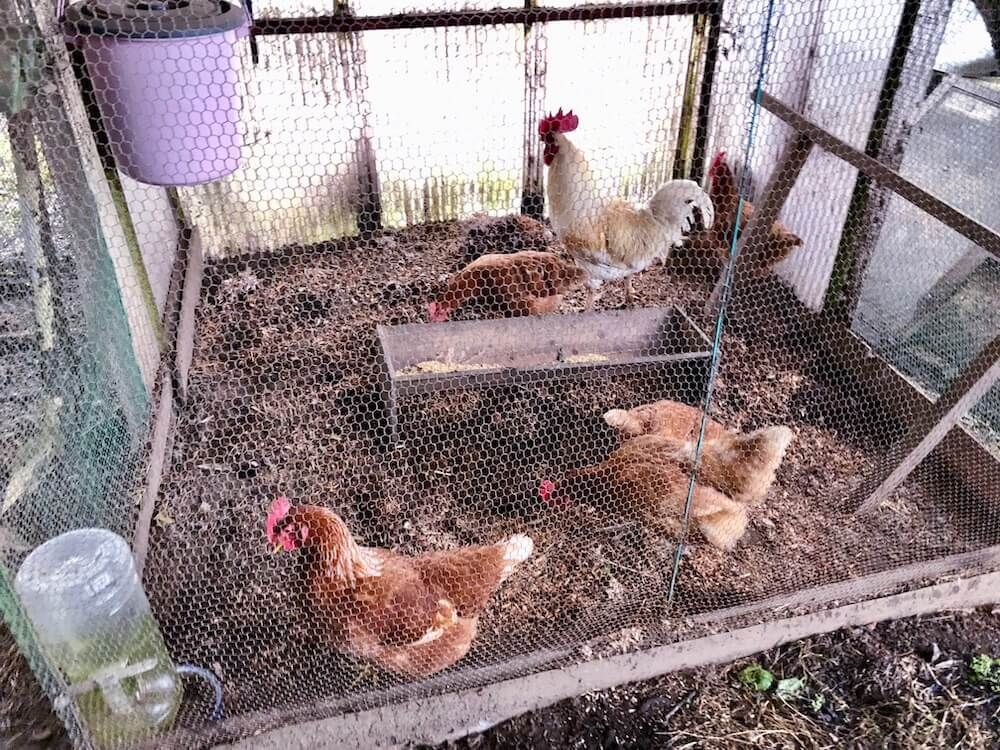 有機肥料　鶏糞　鶏ふん