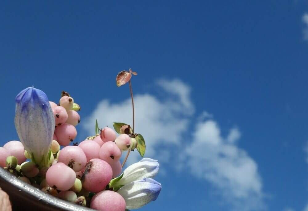 シンフォリカルポス