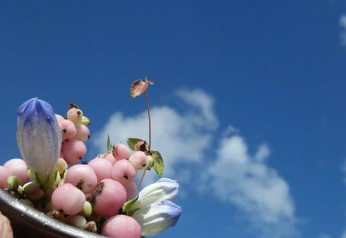 シンフォリカルポスの花言葉 花や実の特徴 おすすめのアレンジは Greensnap グリーンスナップ