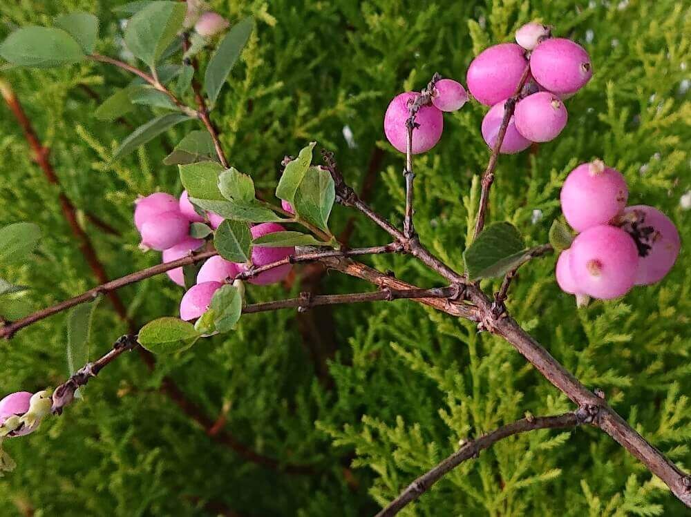 シンフォリカルポス