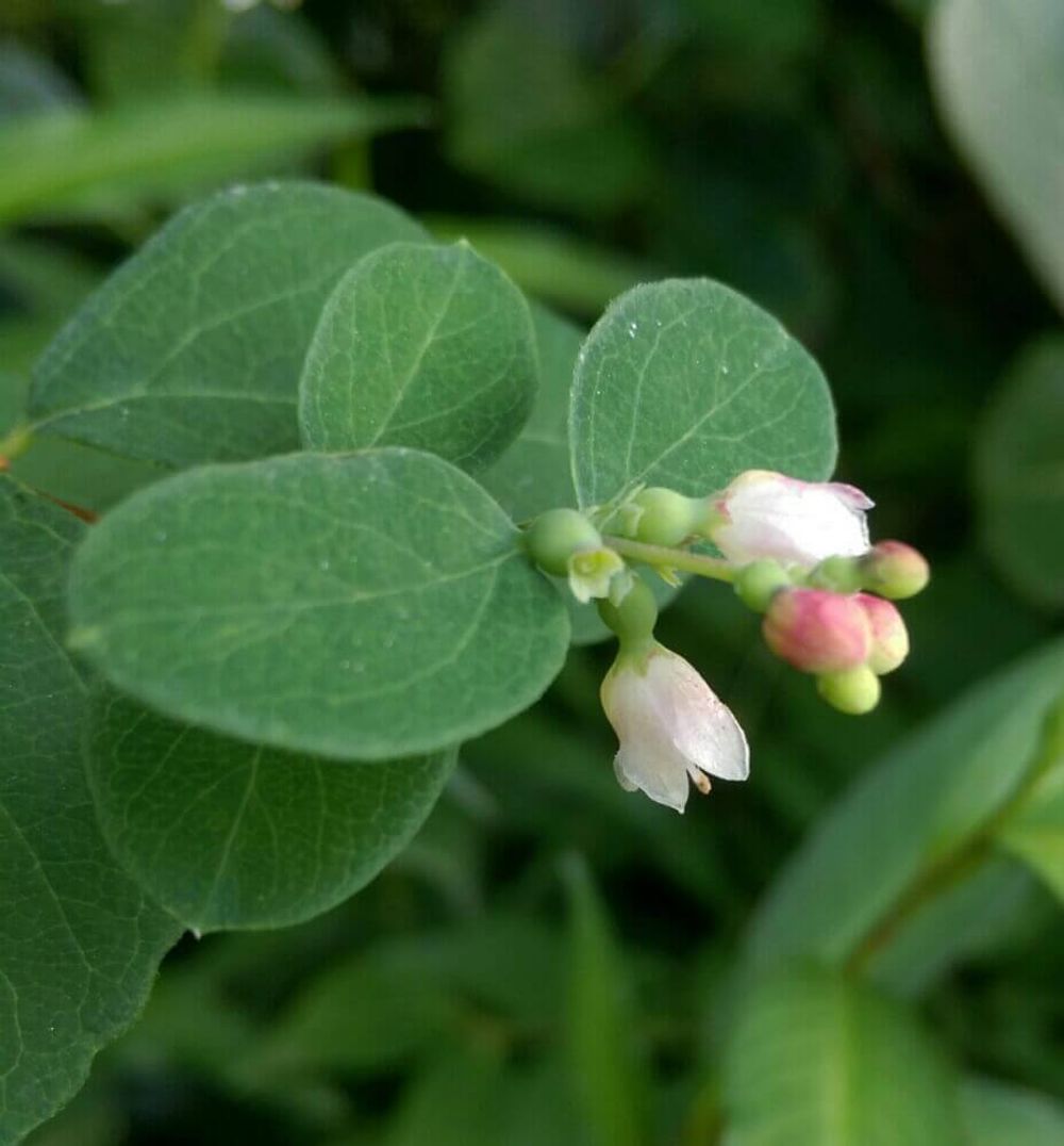 シンフォリカルポス