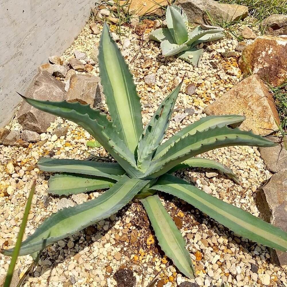 アガベ　ドライガーデン