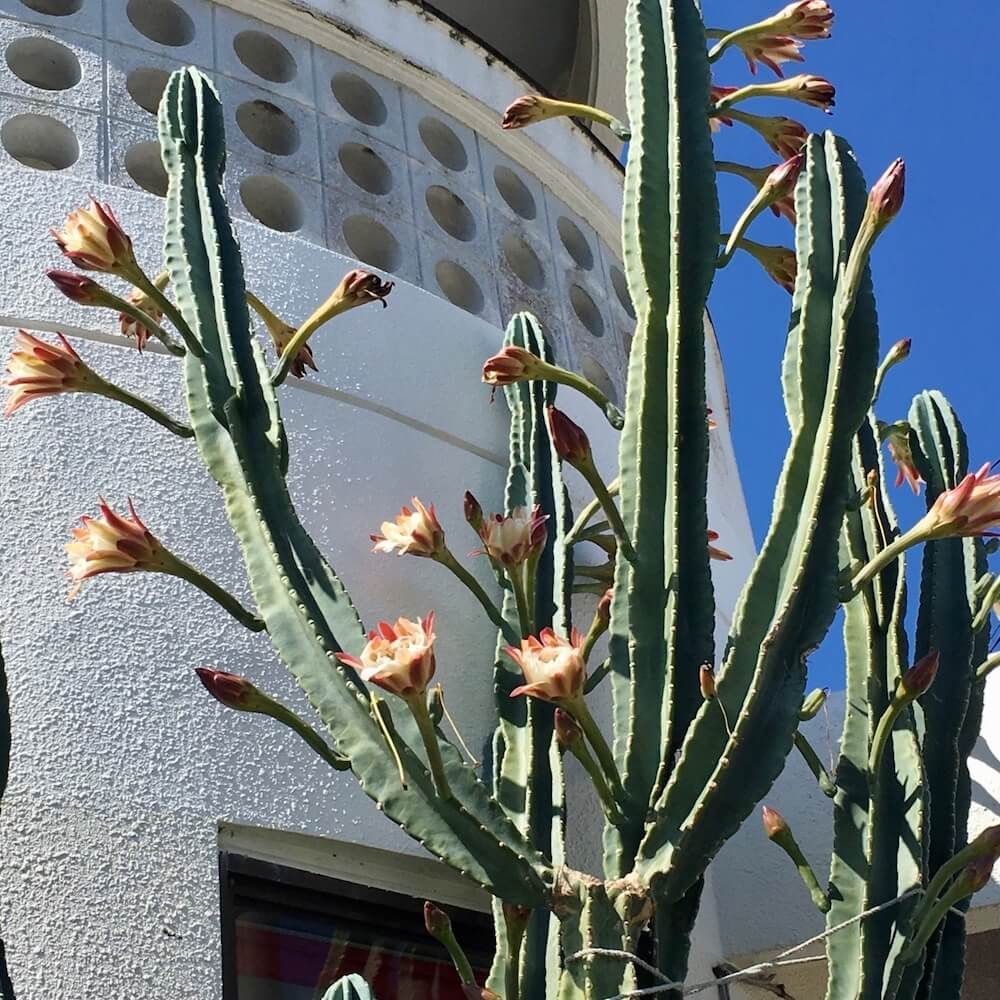 柱　サボテン　キメンカク