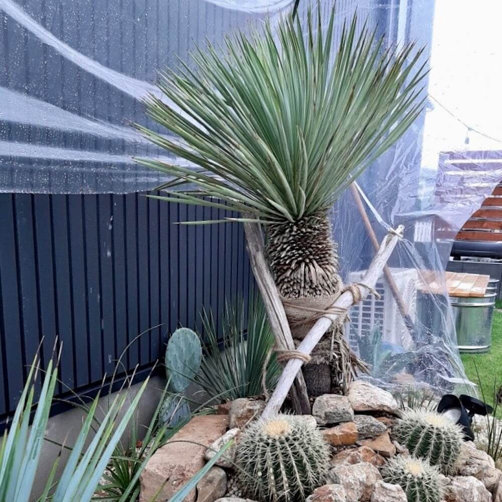 ユッカ　ロストラータ