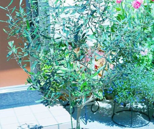 オリーブの花言葉 風水効果は 玄関に飾るといいって本当 花が咲く季節は Greensnap グリーンスナップ