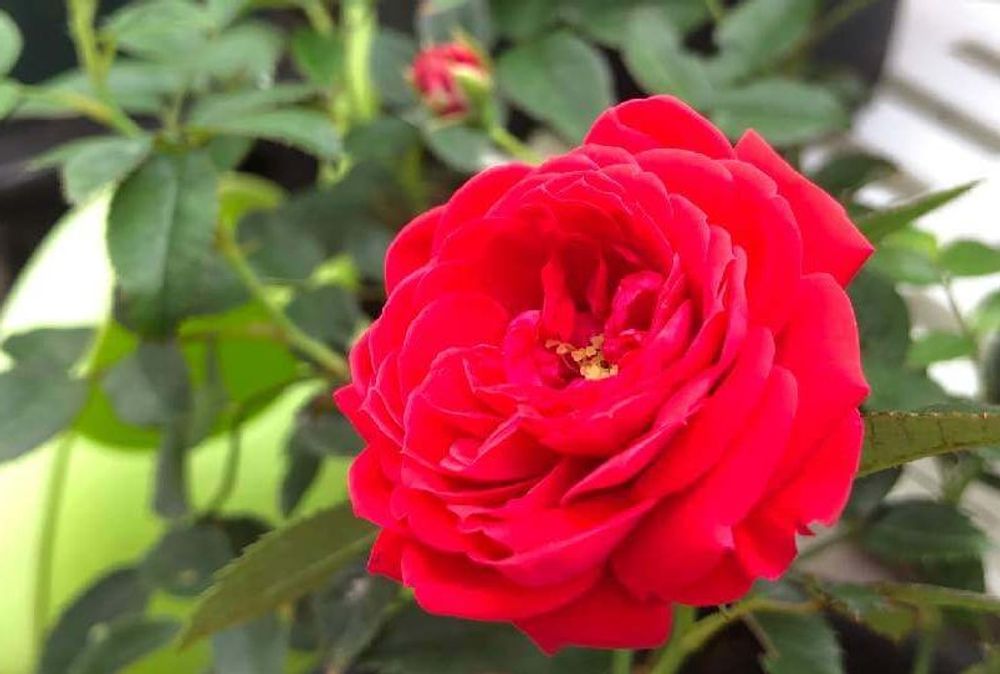 赤色のバラ