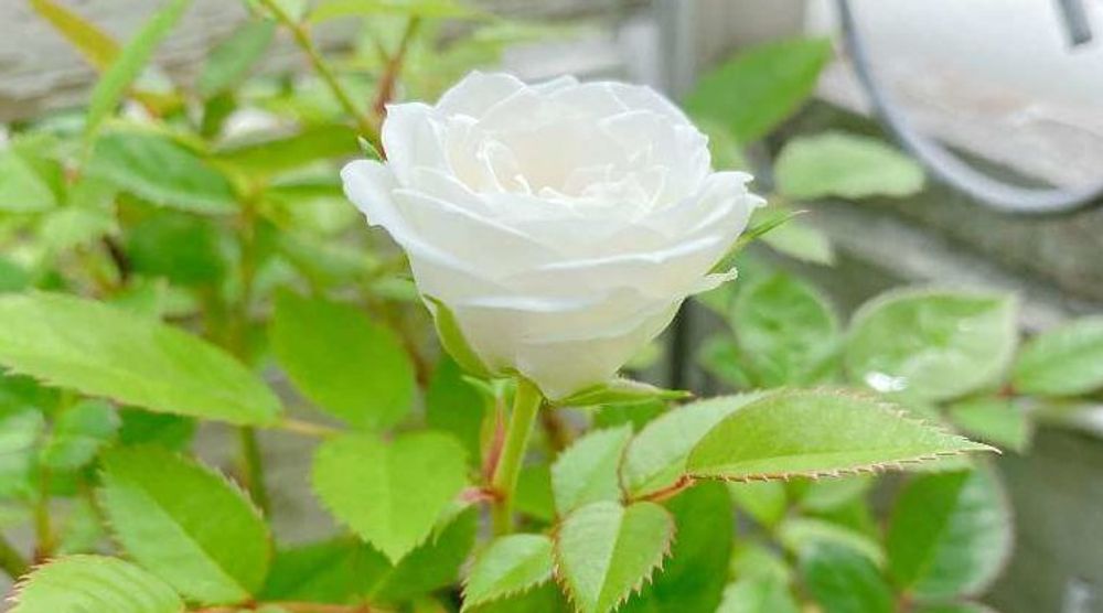 白色のバラ