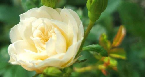ミニバラの花言葉 色別に意味がある どんな特徴がある Greensnap グリーンスナップ