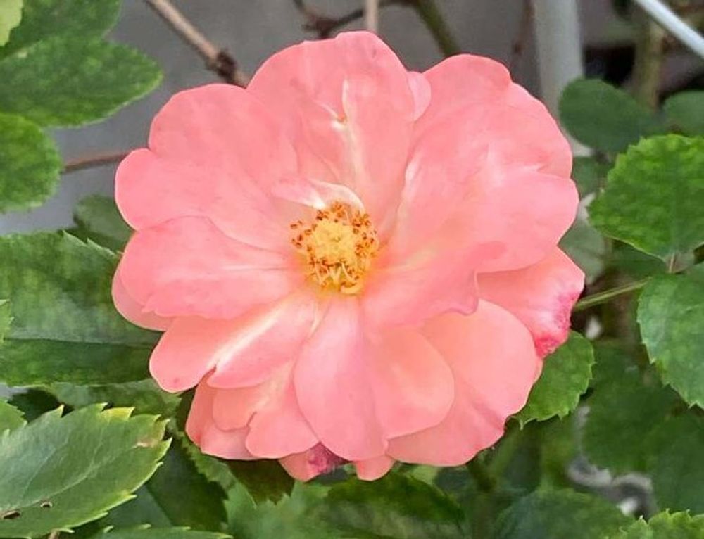 ピンク色のバラ