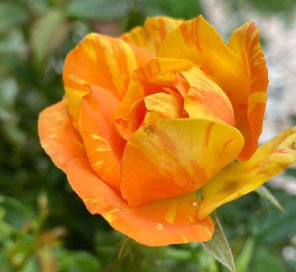 オレンジ色のバラ