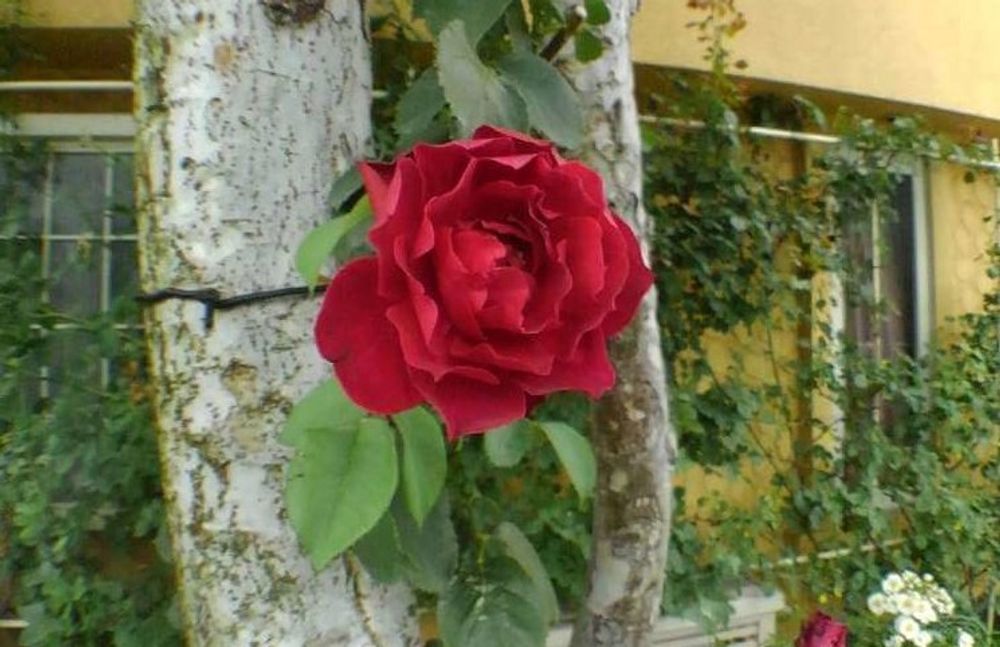 赤色のミニバラ