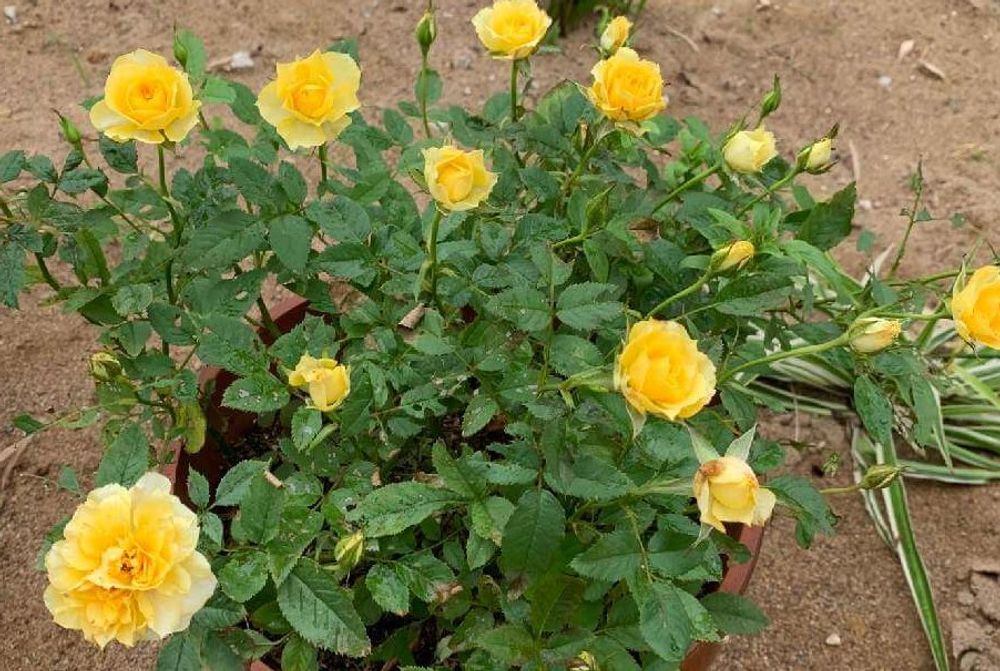 黄色のミニバラ