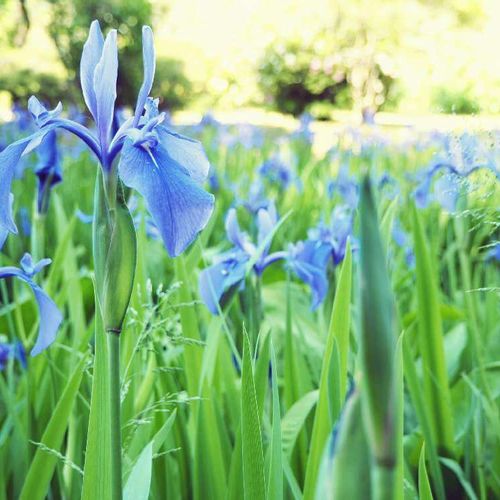 カキツバタ 杜若 燕子花 の花言葉 種類や花の季節 文化からの由来は Greensnap グリーンスナップ